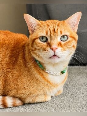 Oliver Green Beaded Stretch Cat Collar | Handmade with Gold Accents 12”